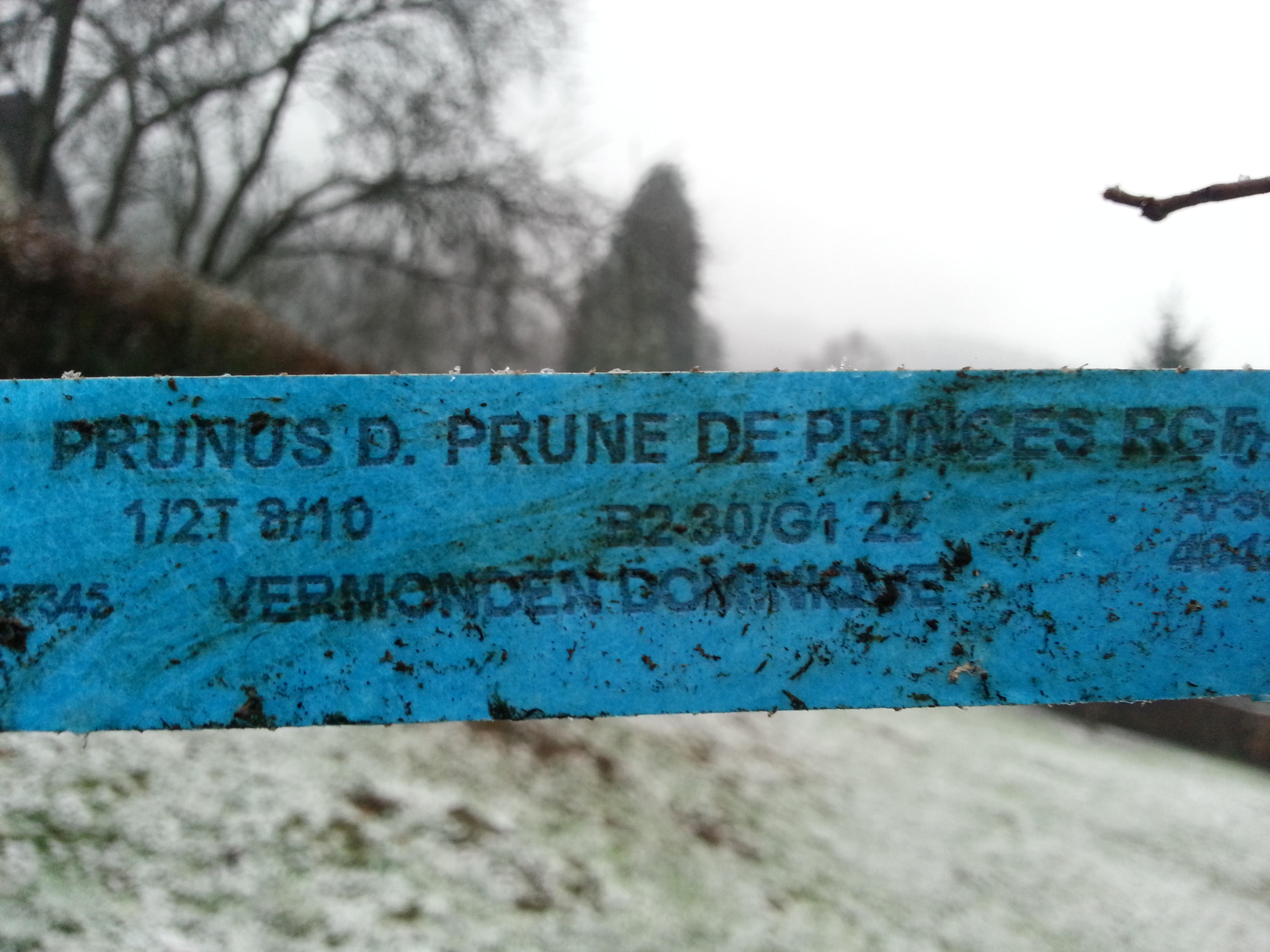 prune des princes.jpg